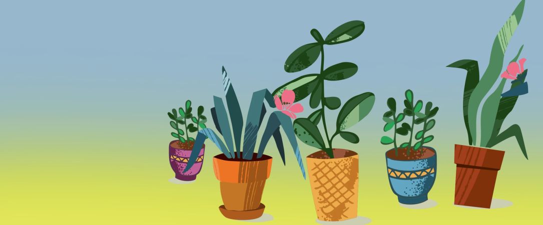 Pflanzentauschbörse Header